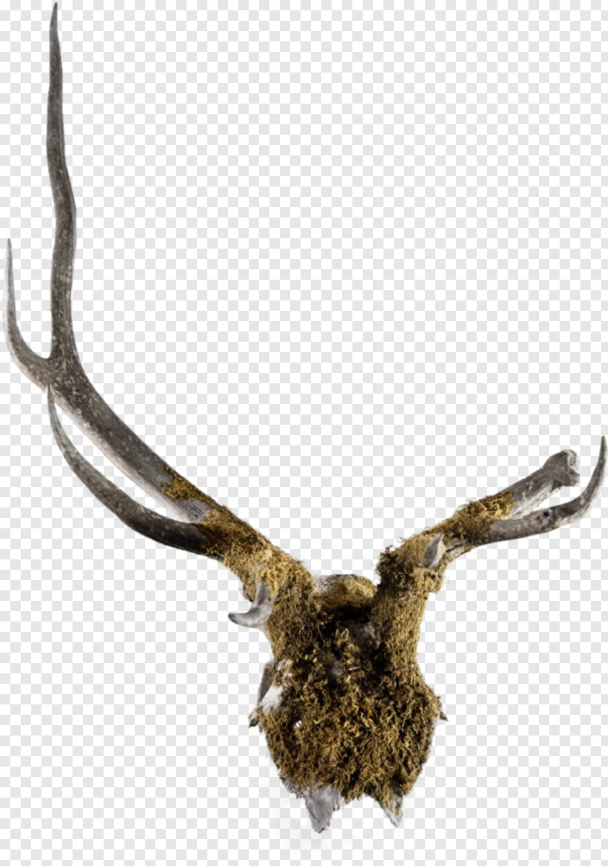 deer-head-silhouette # 505546