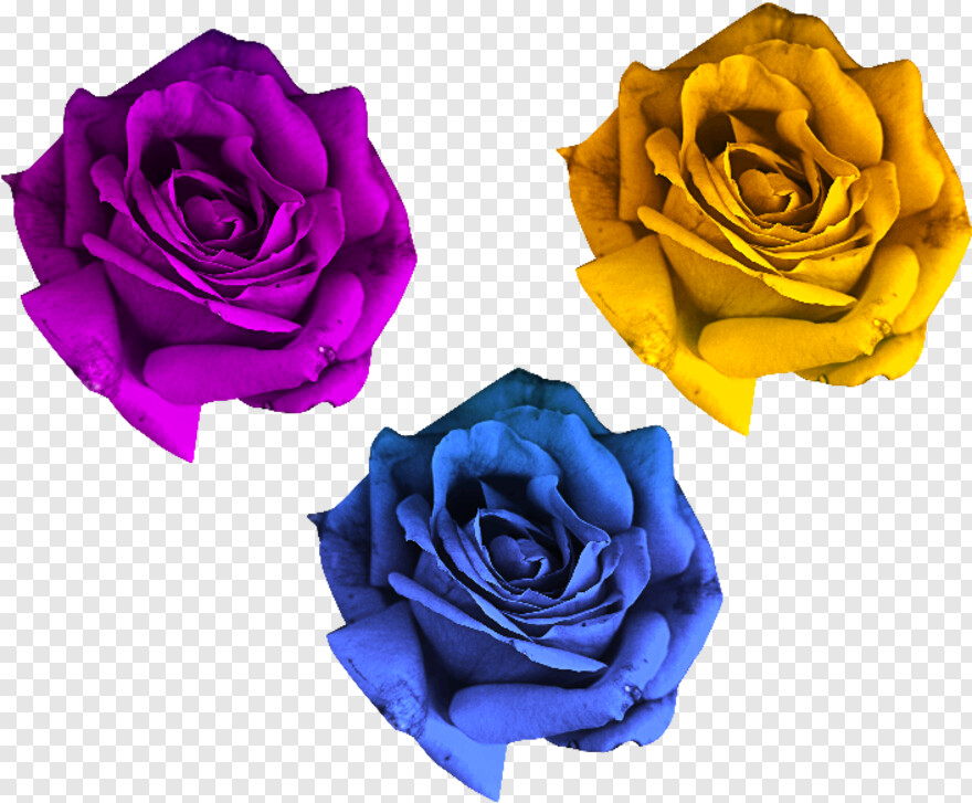  Rose Flower, Pink Rose Flower, Rose Border, Rose Flower Vector, Rose Tattoo, Single Rose Flower
