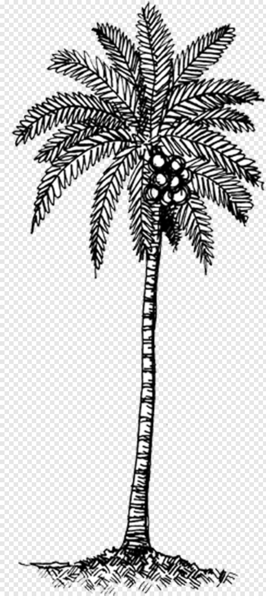 beach-coconut-tree # 524313