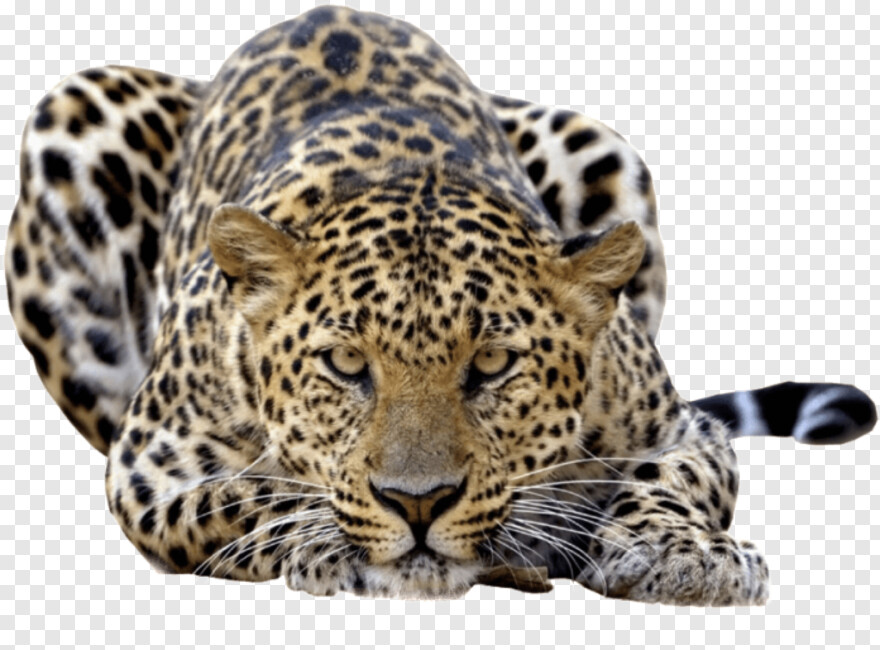leopard # 739578