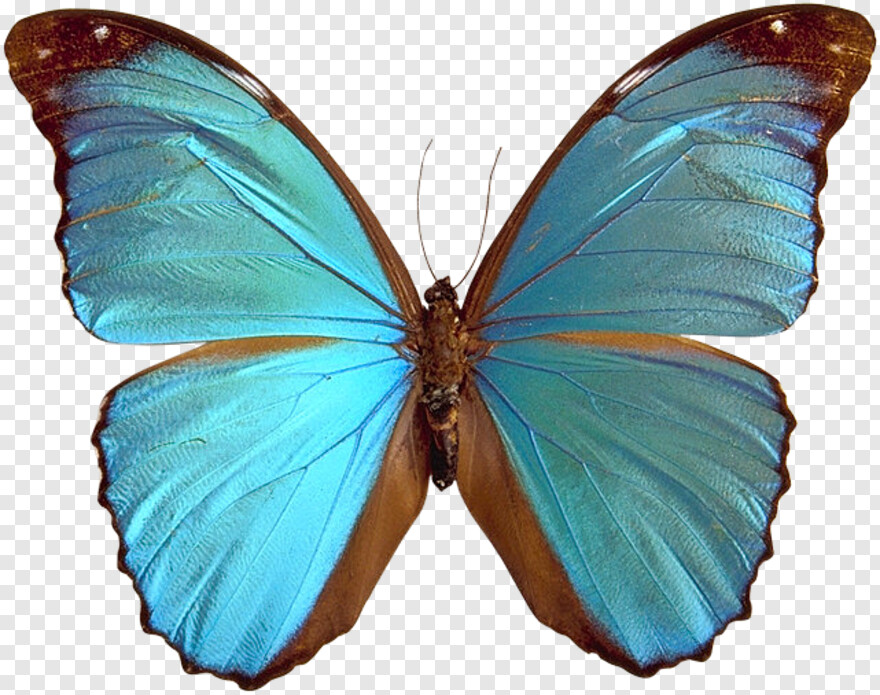 mariposas # 763903