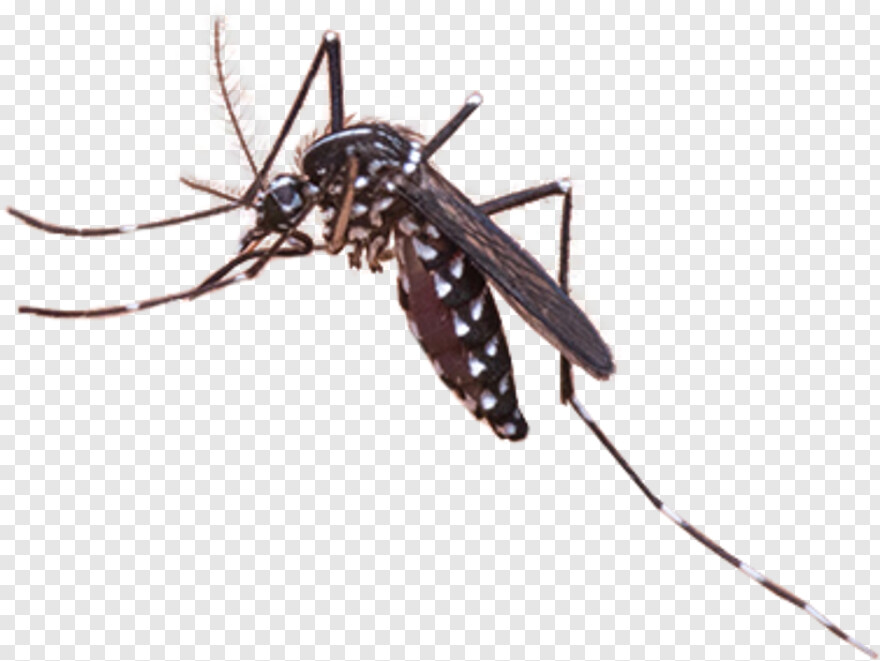 mosquito # 717847