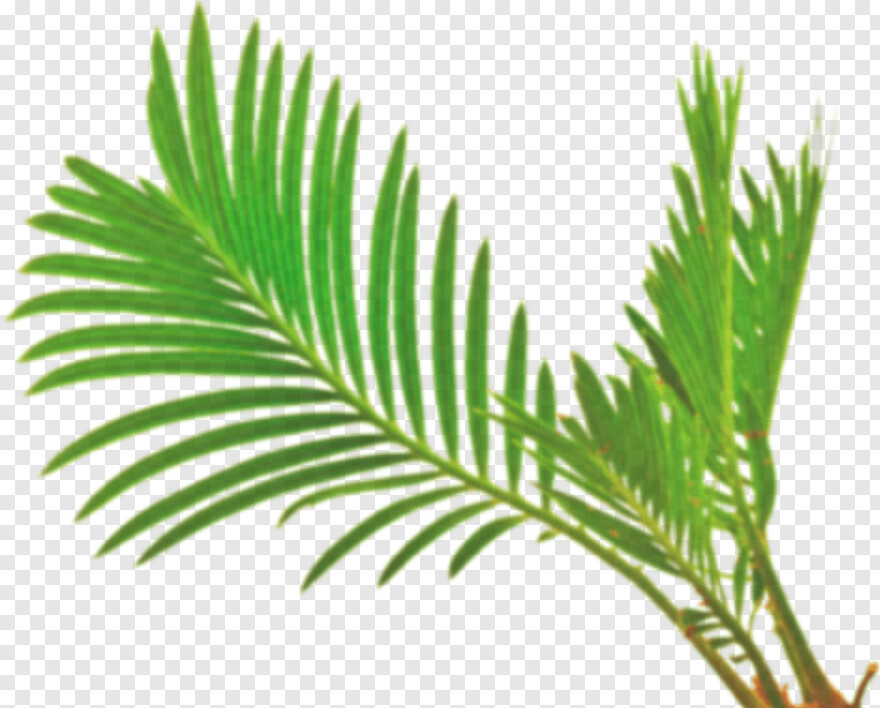 palm-leaf # 722086