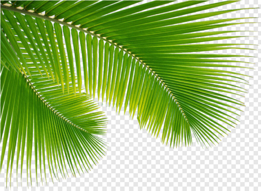 palm-leaf # 459843