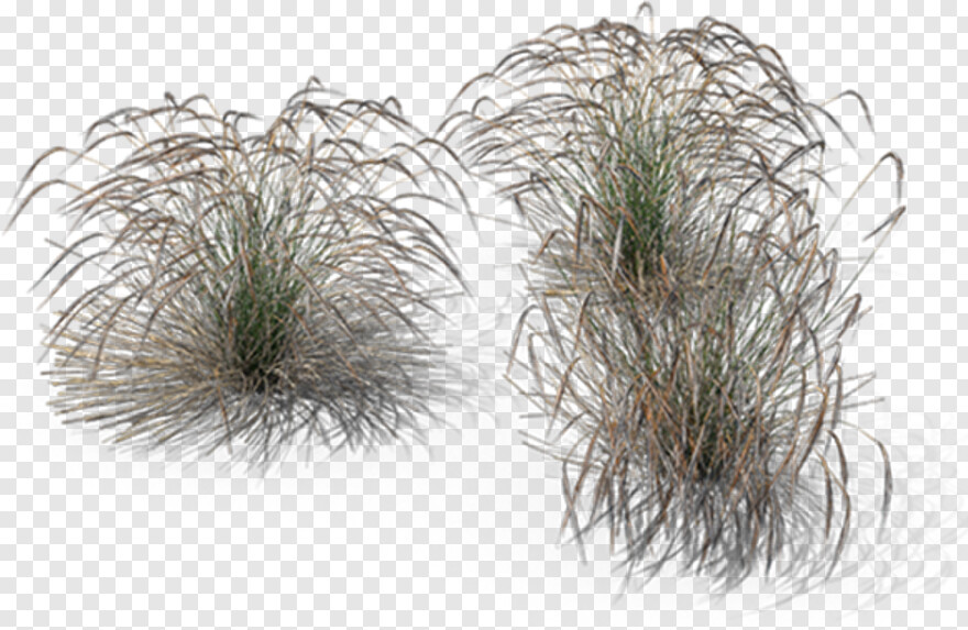 ornamental-grass # 783624