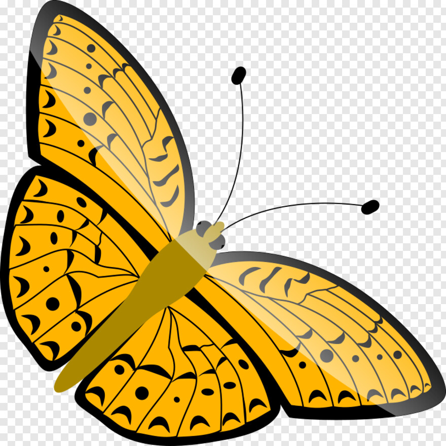 butterfly-wings # 1094902