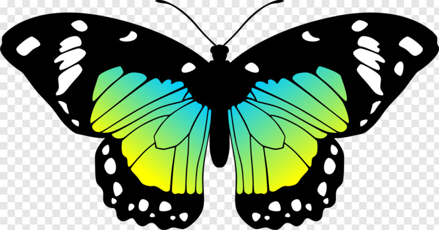 butterfly-wings # 343529
