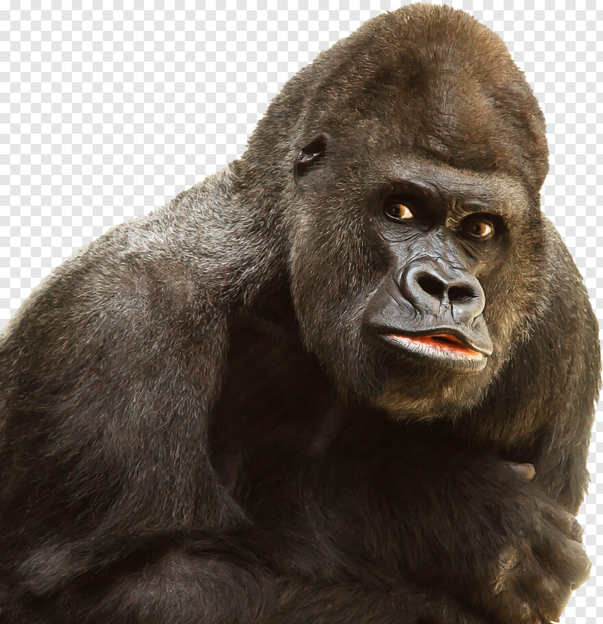 gorilla-face # 788586