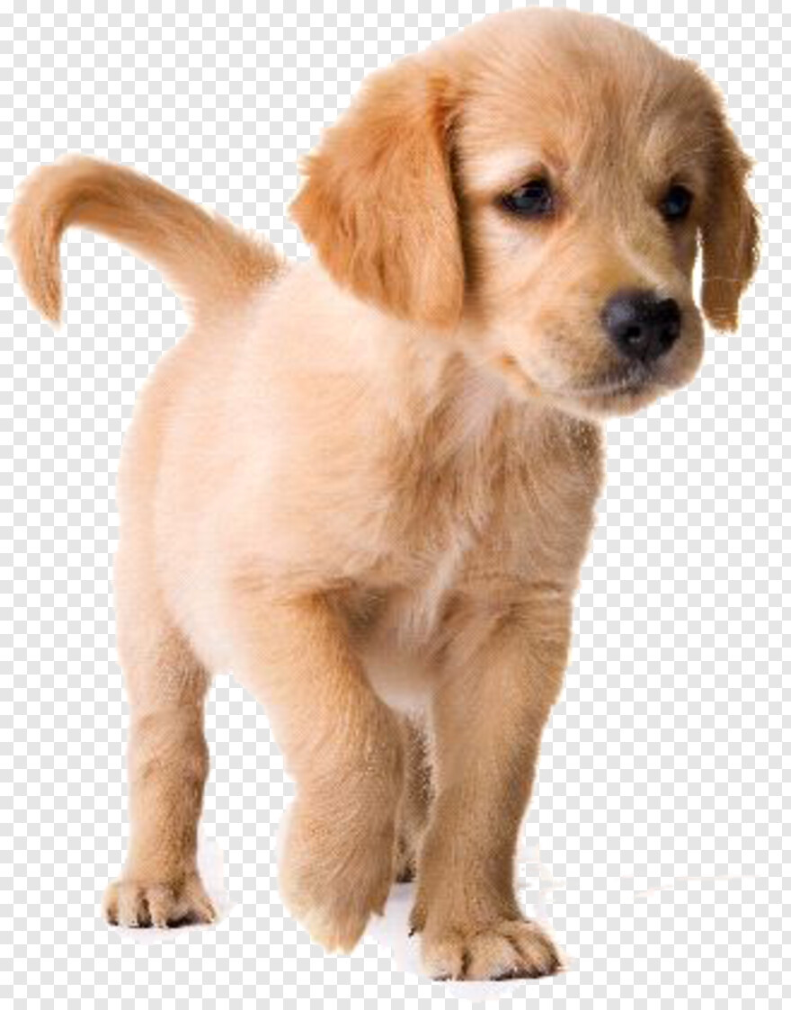 golden-retriever # 790680