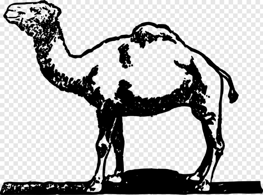camel-vector # 1080201