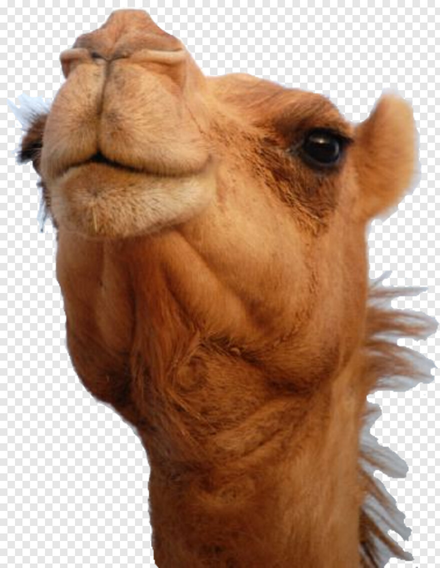  Camel, Camel Vector
