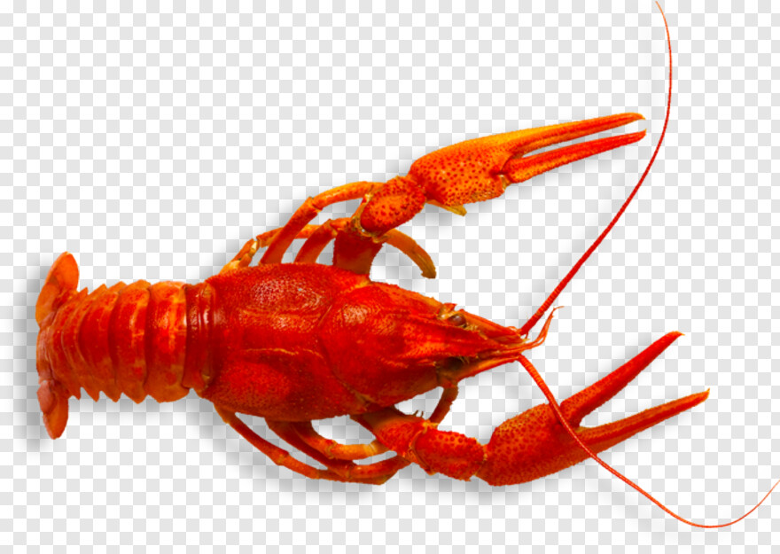  Crawfish, Don't Tread On Me, Seafood, How To Train Your Dragon, The More You Know, Don't Starve
