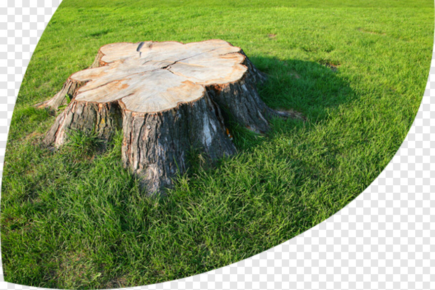tree-stump # 461276