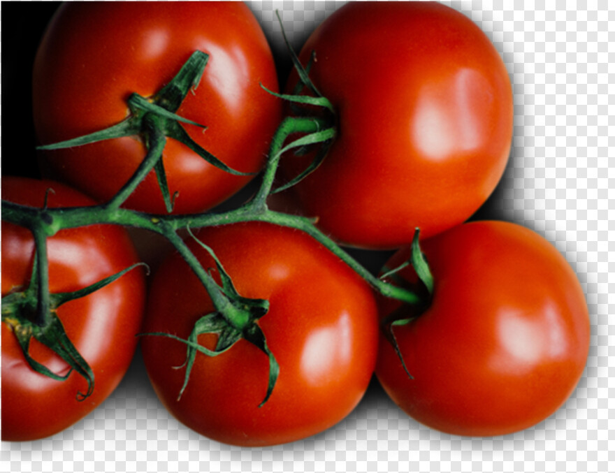 tomato-plant # 650442