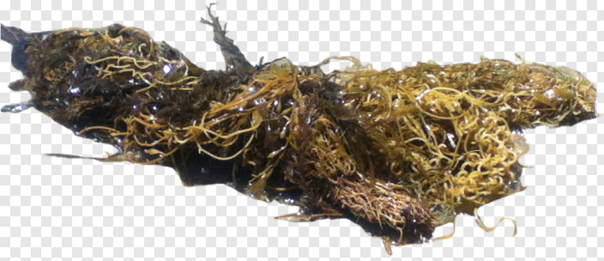 seaweed # 625834
