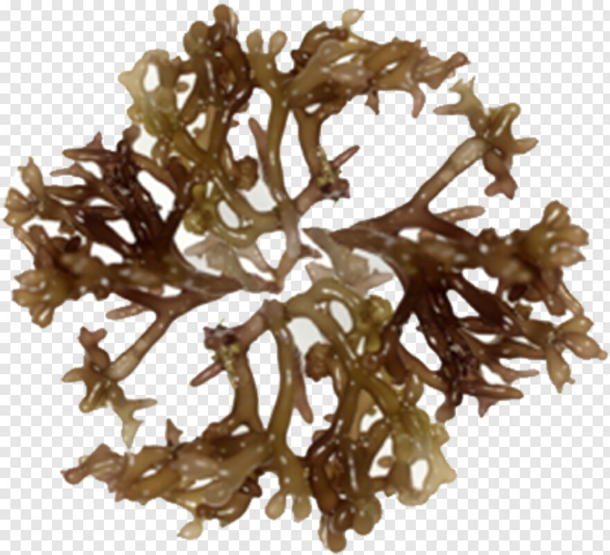 seaweed # 625822
