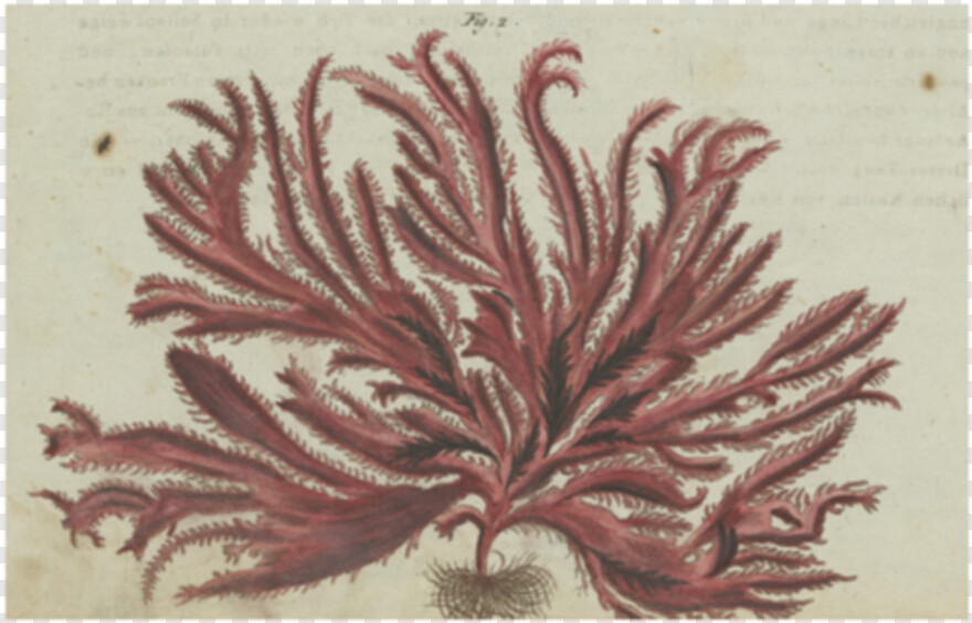 seaweed # 736725