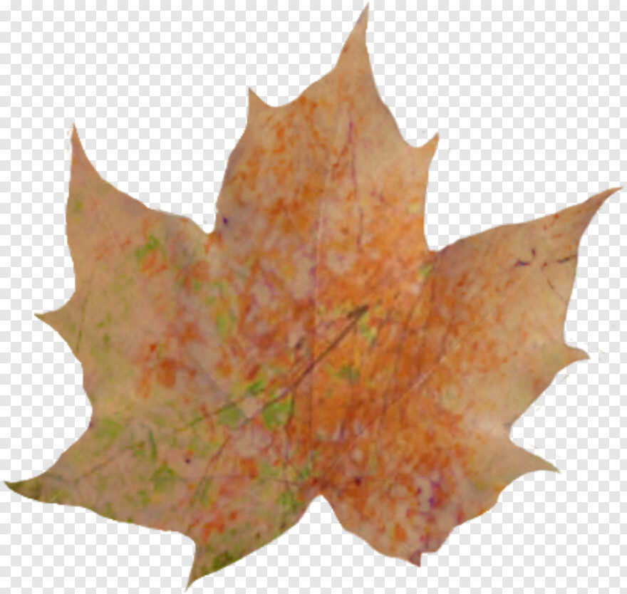 fall-leaves # 441909