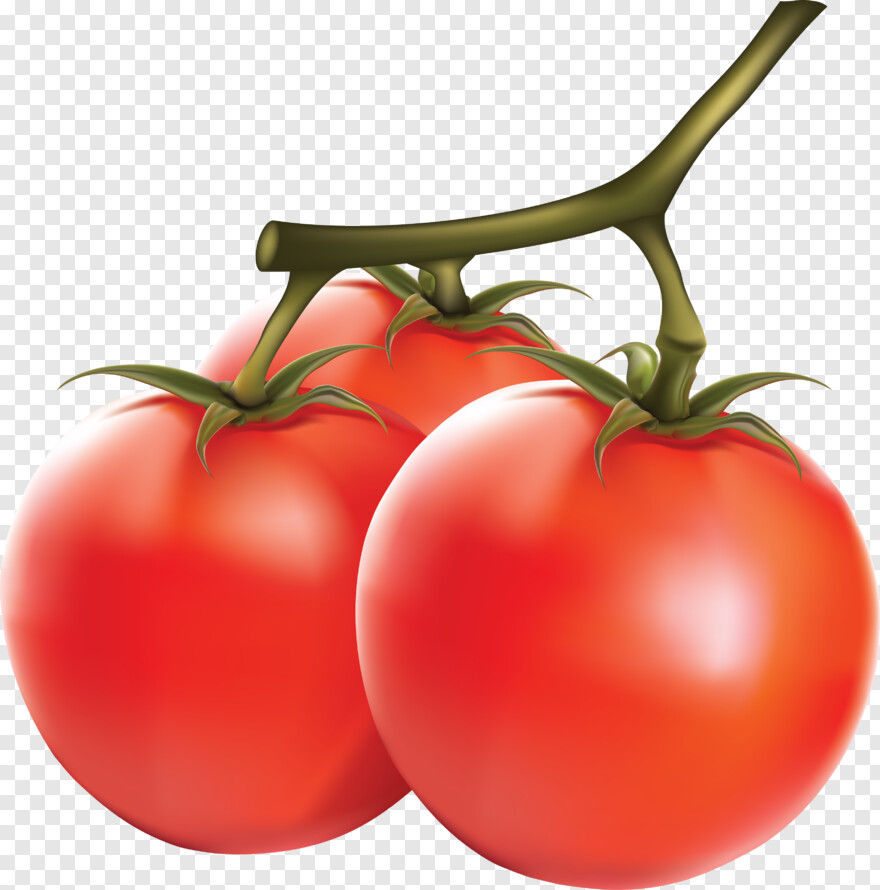 tomato-plant # 601357