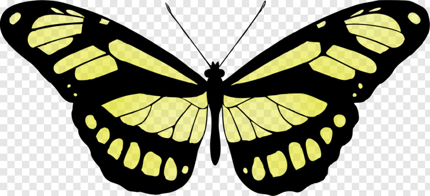 monarch-butterfly # 1108736