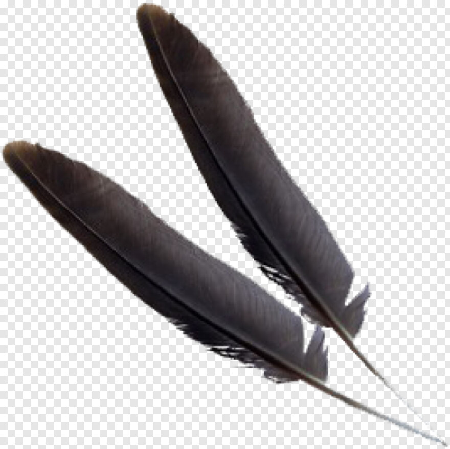 indian-feather # 842590