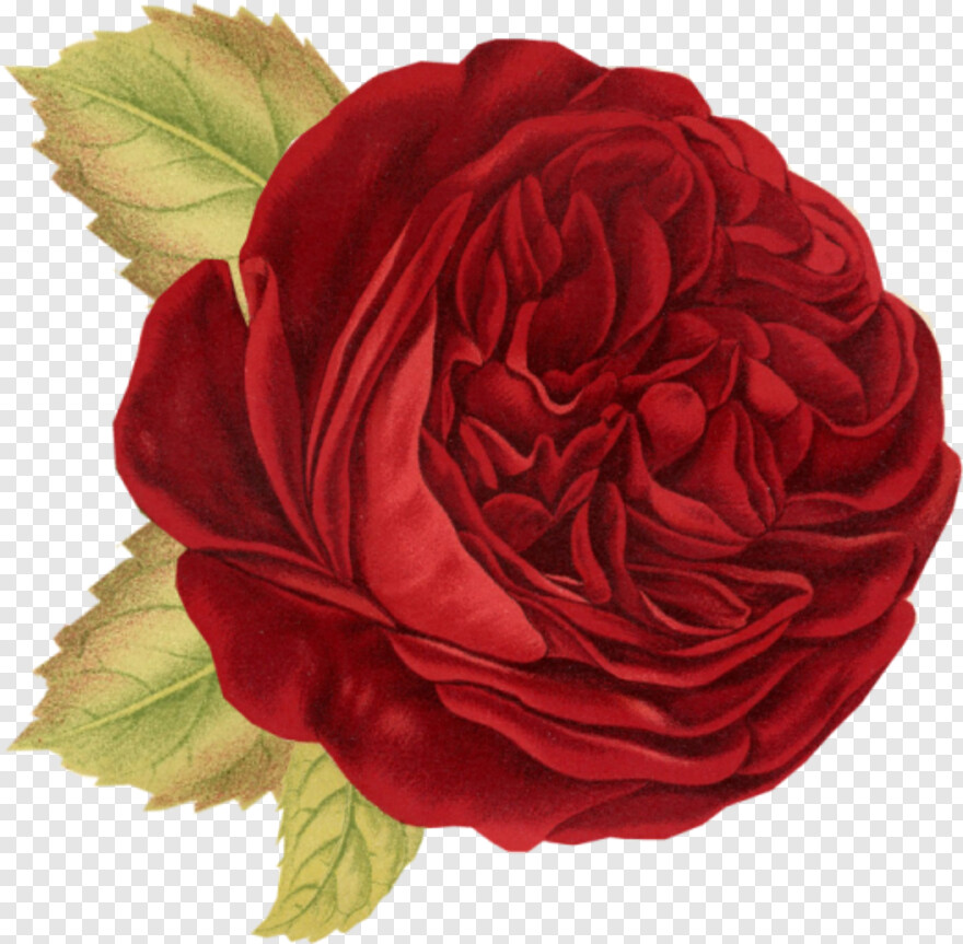 rose-flower-vector # 350317