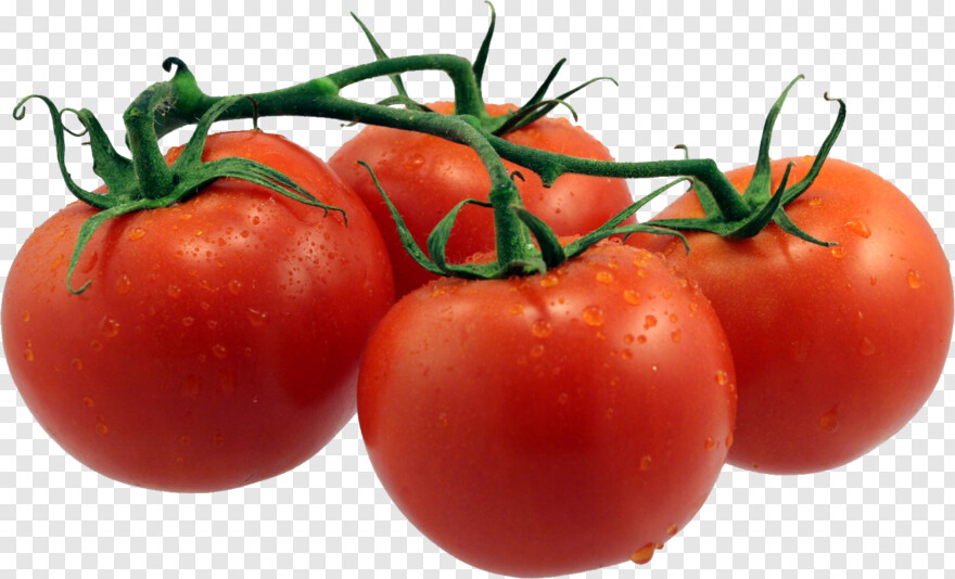 tomato-plant # 429414