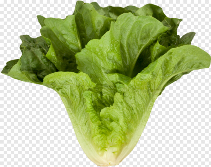 lettuce # 718544