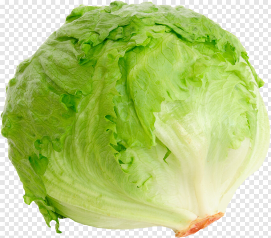 lettuce # 408703