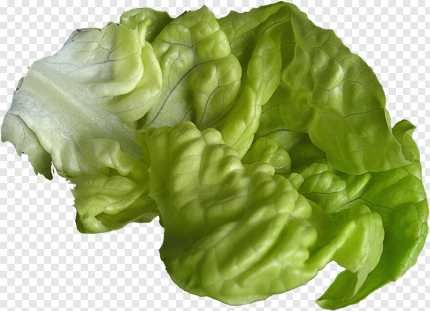 lettuce # 718559