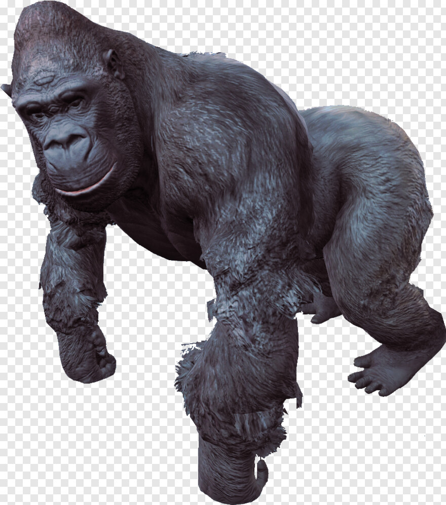 gorilla # 452633