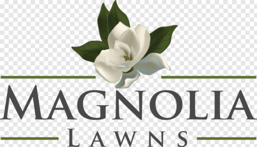 magnolia # 722534