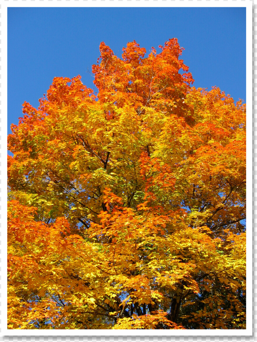 autumn-tree # 459784