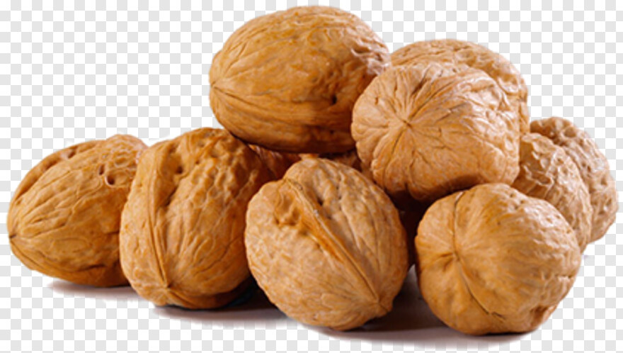 walnut # 1023481