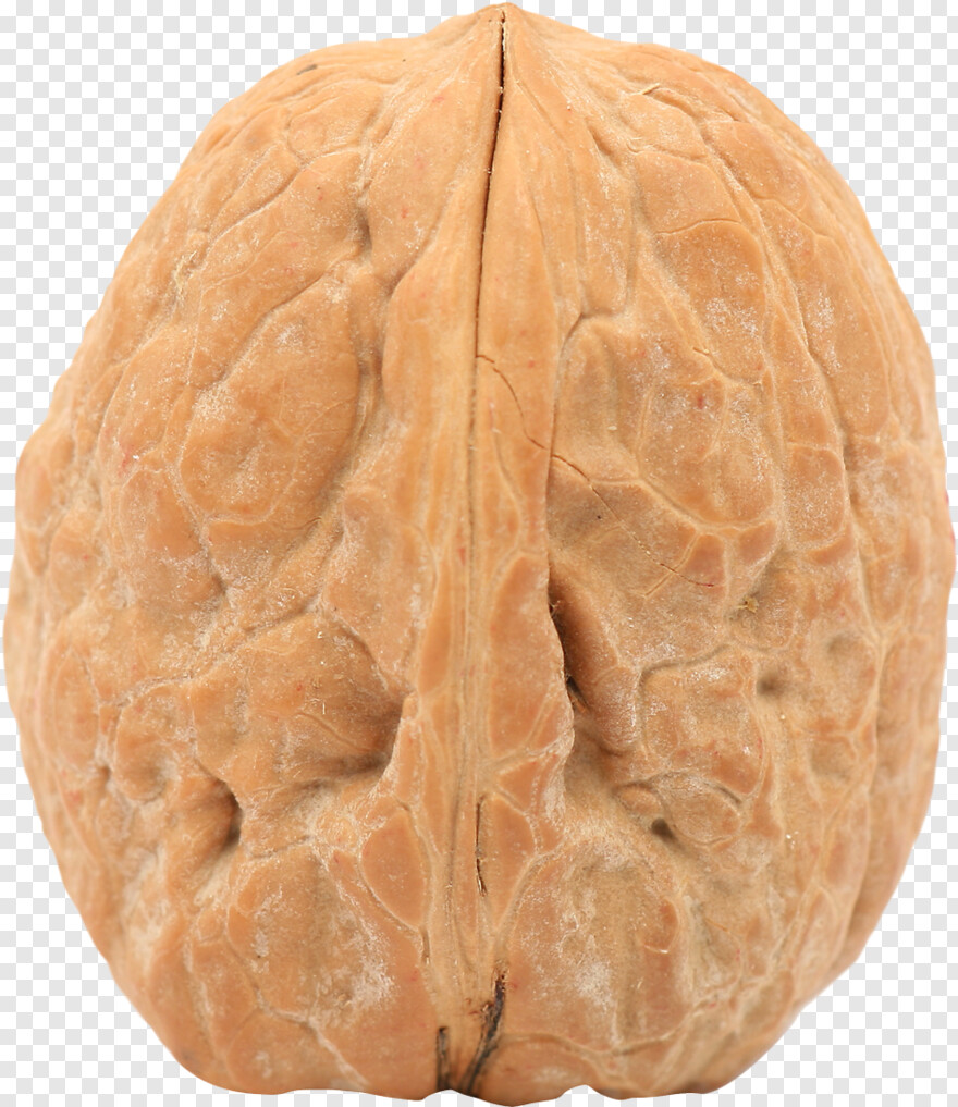 walnut # 620569
