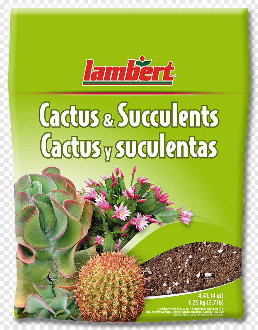 cactus-vector # 1088823