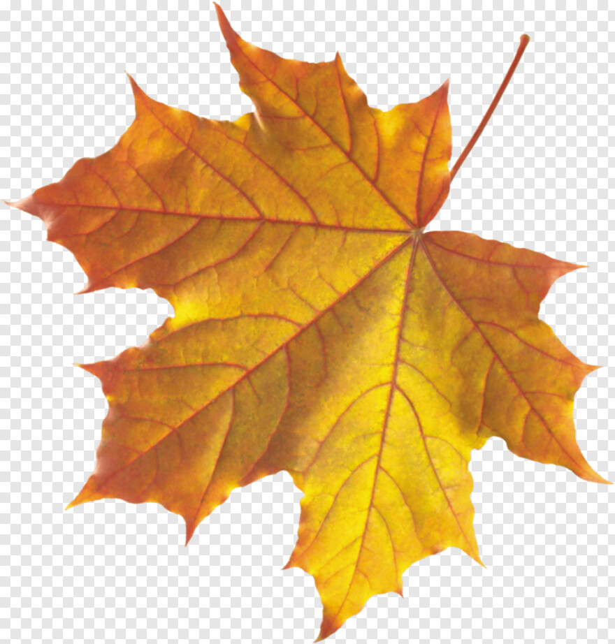 leaf-clipart # 441898