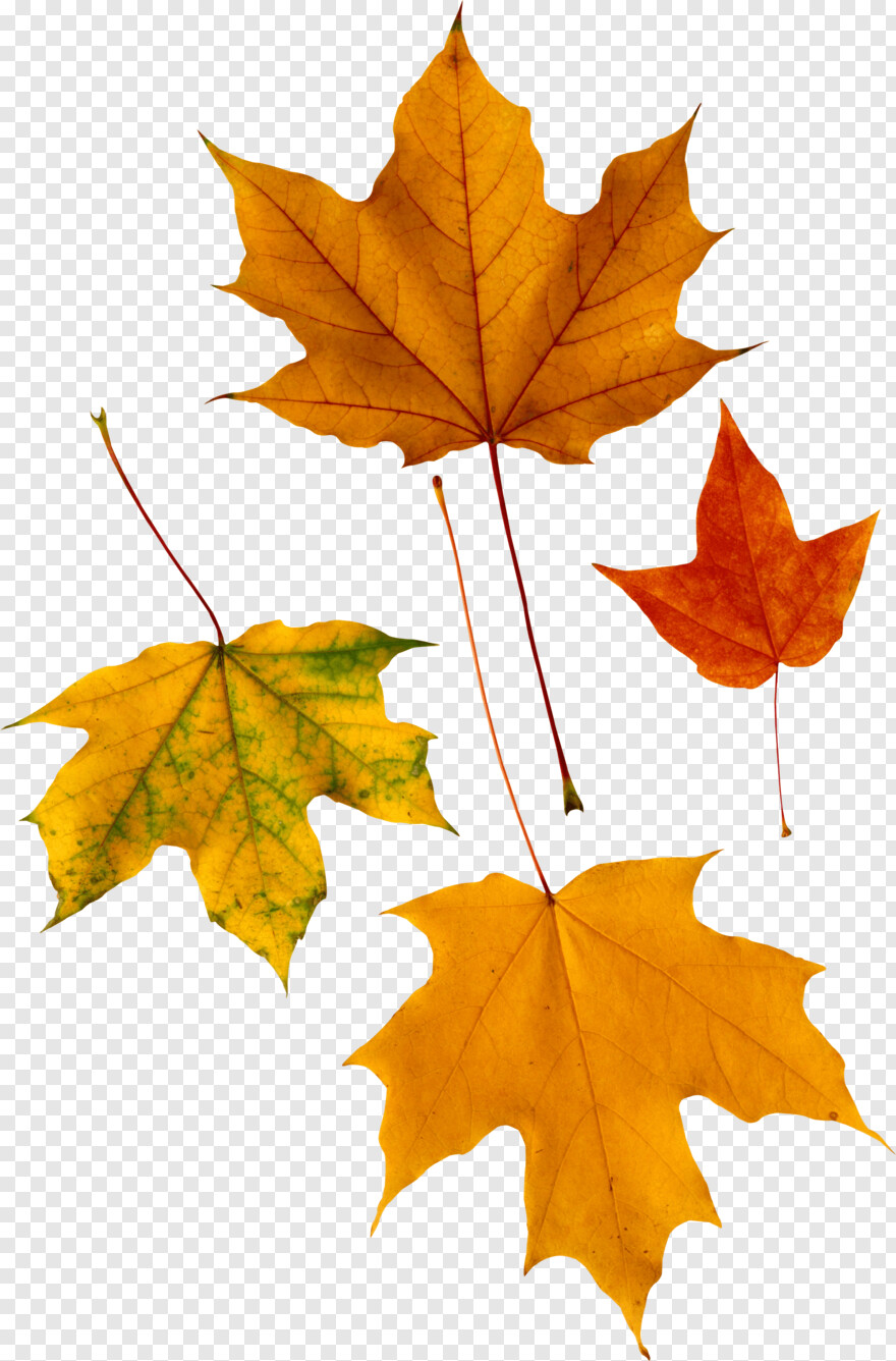 canadian-maple-leaf # 441903