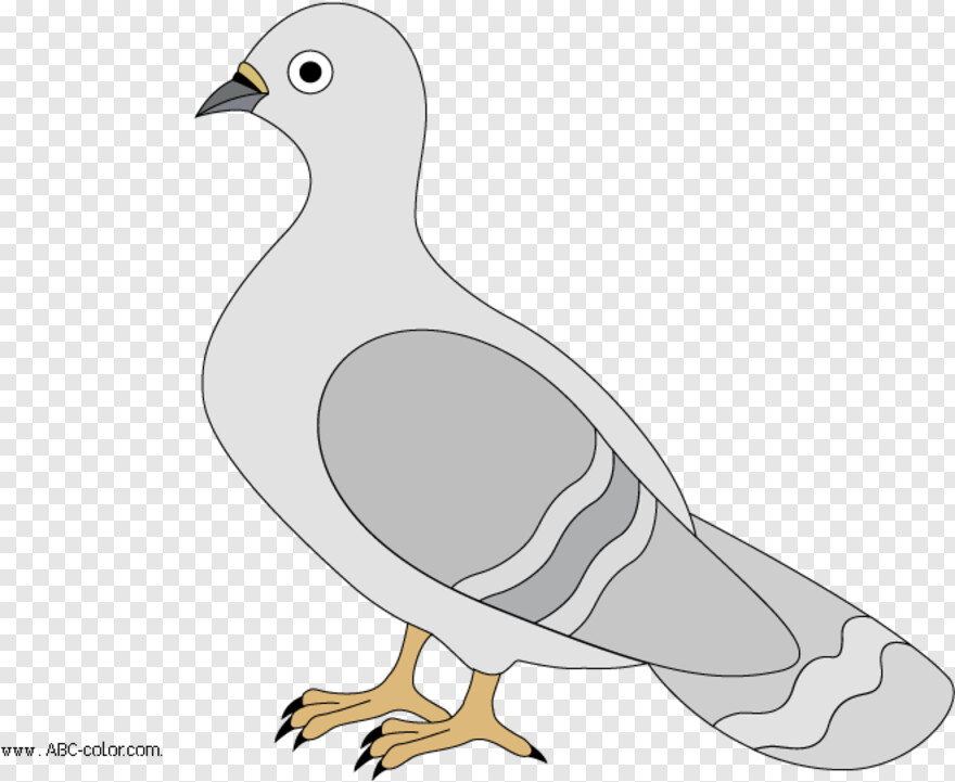 pigeon # 654982