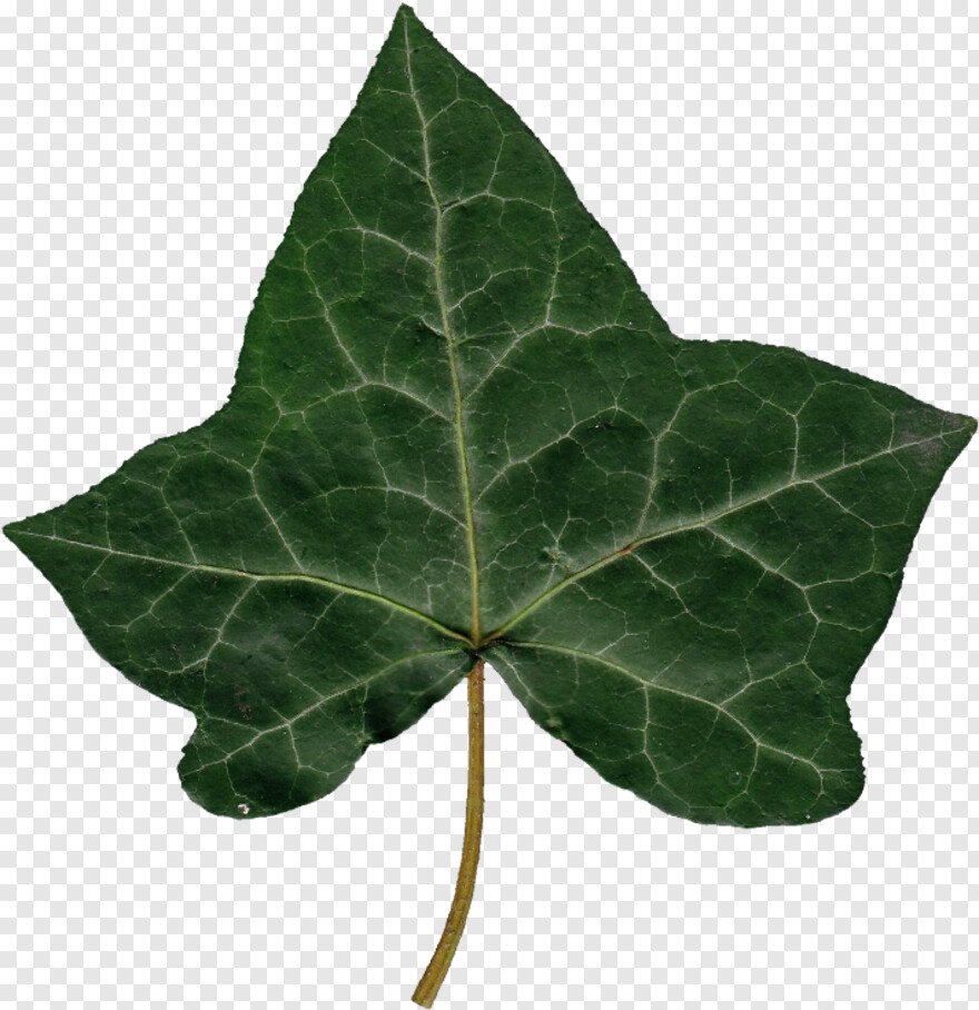 weed-leaf # 740363