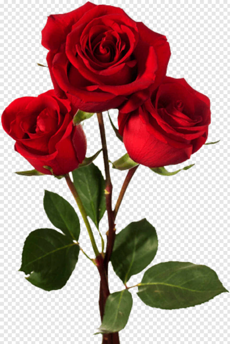 rosas-rojas # 484044