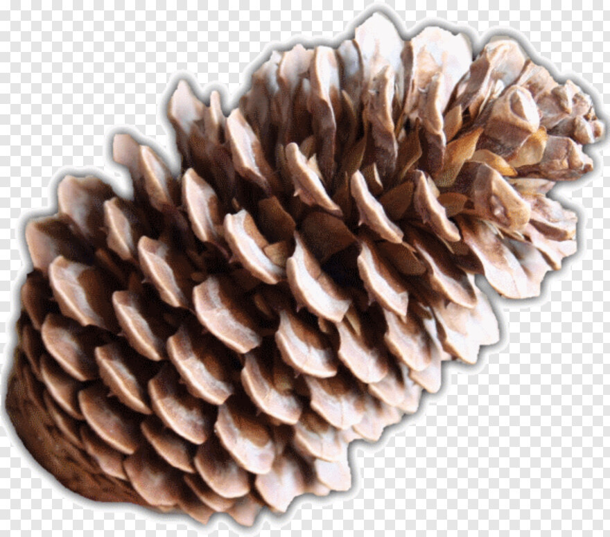 pine-cone # 966656