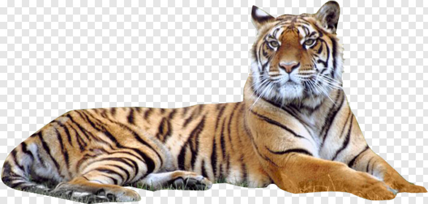  Tiger Logo, Tiger Face, Tiger Stripes, Tiger Paw, Tiger, Tiger Head