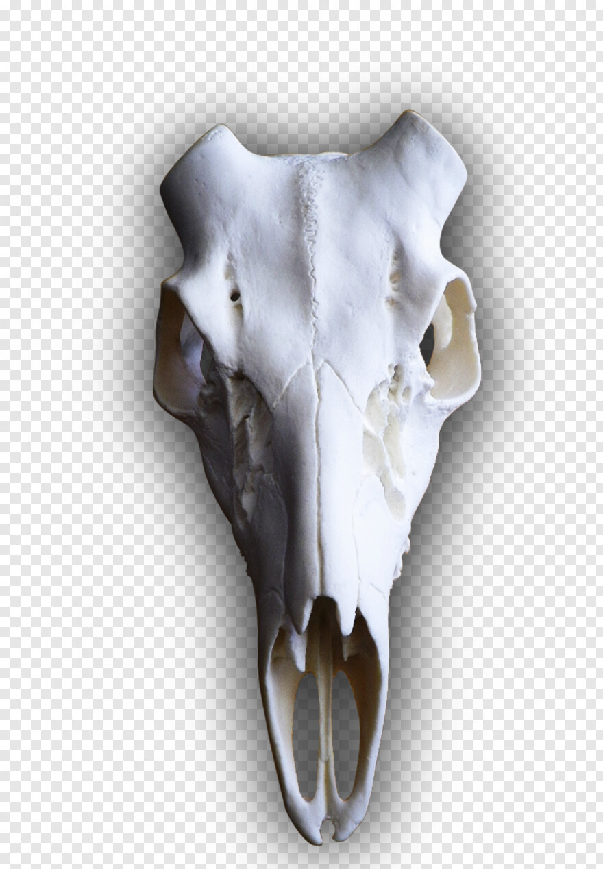 deer-skull # 919059