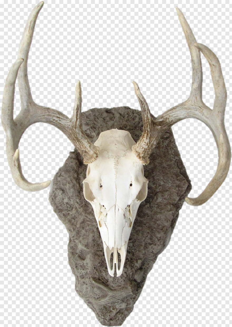  Whitetail Deer, Deer Head, Deer Skull, Deer Silhouette, Deer Antler, Deer Head Silhouette