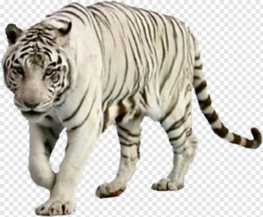 tiger-stripes # 429375