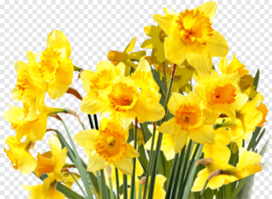 daffodil # 929856