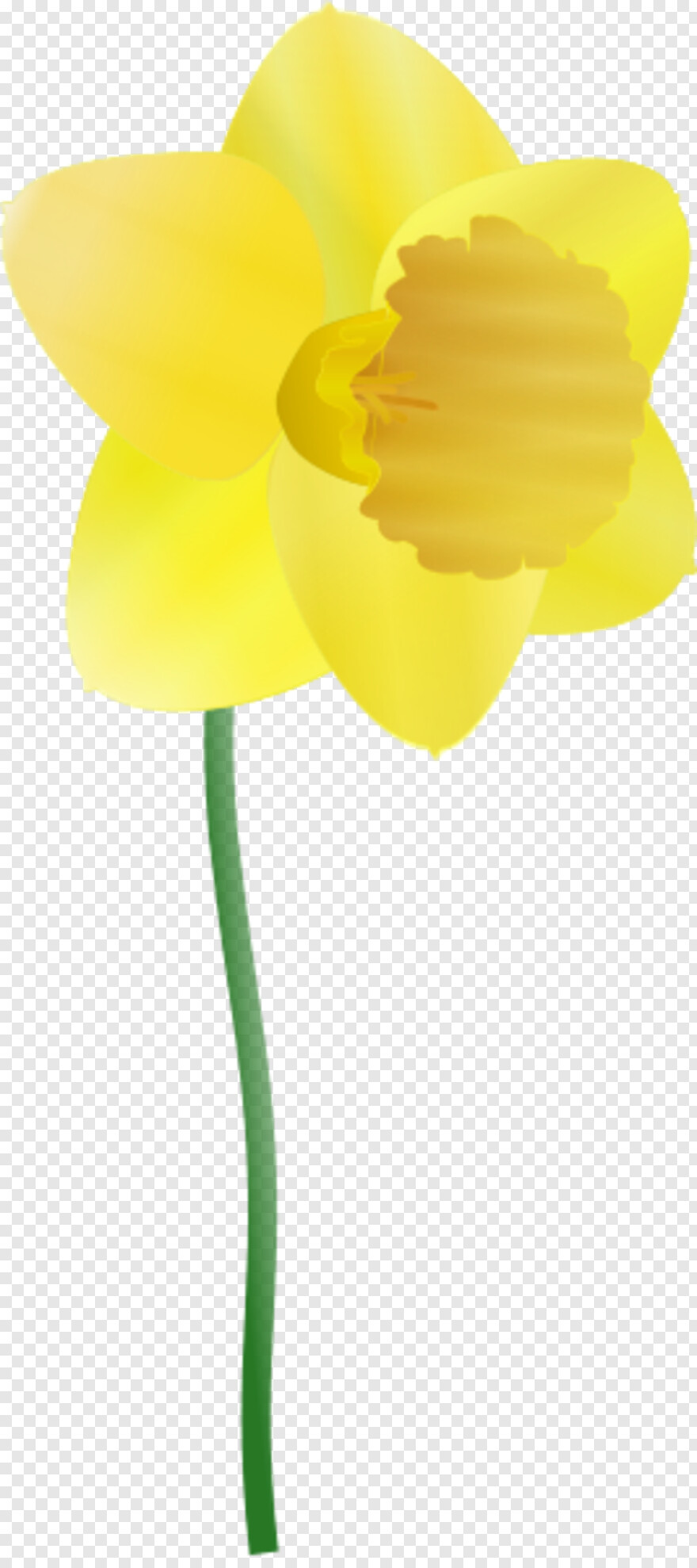 daffodil # 929847
