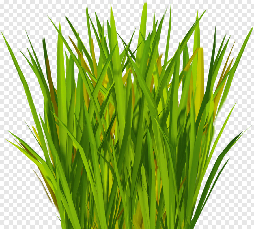 ornamental-grass # 351661