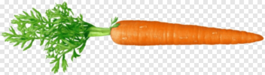 carrot # 429371